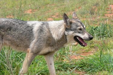 Wścieklizna w Białymstoku. Wyznaczono obszar zagrożony