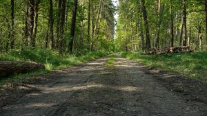 Gdzie wybrać się na weekend? Puszcza Knyszyńska zaprasza