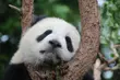 O pandzie wielkiej i jej roli w dyplomacji. Spotkanie autorskie z dr Parzymiesem