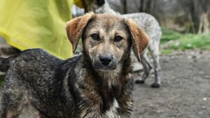 Opóźnienia przy budowie szpitala dla psów. Miasto analizuje dalsze kroki