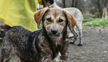 Opóźnienia przy budowie szpitala dla psów. Miasto analizuje dalsze kroki