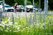 Nowa łąka antysmogowa w Białymstoku. Miasto rozwija sieć zieleni