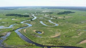 Podlaska przyroda w centrum Białegostoku. Piknik pełen atrakcji