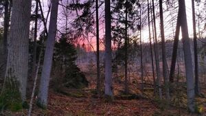Podlasie zyska nowe rezerwaty. RDOŚ chce objąć ochroną blisko 1000 hektarów