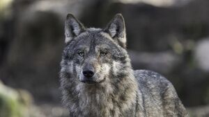 Noc Wilków w Puszczy Knyszyńskiej. Będzie spacer po świecie drapieżników