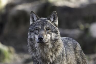 Noc Wilków w Puszczy Knyszyńskiej. Będzie spacer po świecie drapieżników