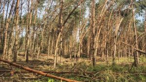 Po wichurach zamknięto część lasów w Podlaskiem. To kwestia bezpieczeństwa