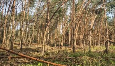 Po wichurach zamknięto część lasów w Podlaskiem. To kwestia bezpieczeństwa