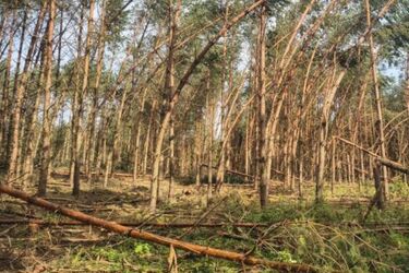 Po wichurach zamknięto część lasów w Podlaskiem. To kwestia bezpieczeństwa