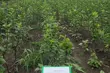 W Podlaskiem powstaje plantacja dzikiej jabłoni. Będzie chronić geny