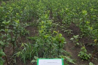 W Podlaskiem powstaje plantacja dzikiej jabłoni. Będzie chronić geny