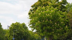 Białystok znów ratuje kasztanowce. Rusza jesienna akcja