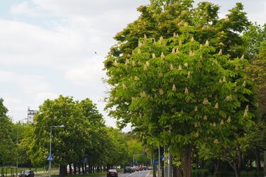 Białystok znów ratuje kasztanowce. Rusza jesienna akcja