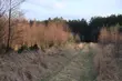 Leśnicy zapraszają na spacery. Pokażą, jak wygląda zrównoważona gospodarka