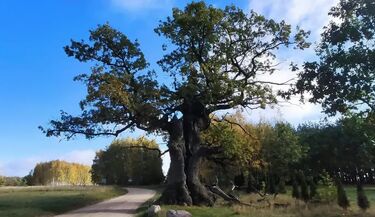 Królewska historia na rowerze. Nowa trasa prowadzi przez Puszczę Białowieską
