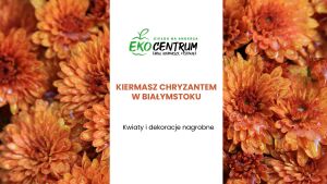 Kiermasz chryzantem