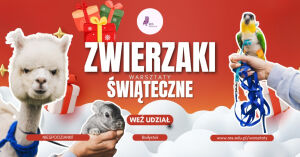 Warsztaty ze zwierzętami - przytul alpakę