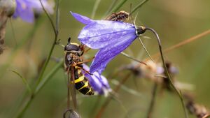 Kolorowy świat owadów