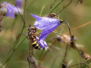 Kolorowy świat owadów