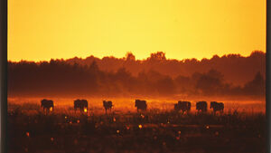 Czwartki u Wiktora - gość specjalny: Tadeusz Twarowski