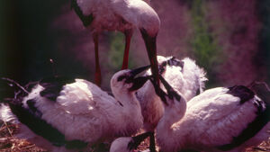 Rodzinne Weekendy - Od skorupki do życia