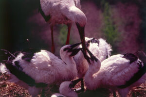 Rodzinne Weekendy - Od skorupki do życia