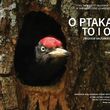 O ptakach to i owo | Zbigniew Mazurkiewicz | fotografia