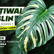 Festiwal Roślin w Białymstoku