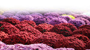Kiermasz chryzantem, zniczy i dekoracji nagrobnych