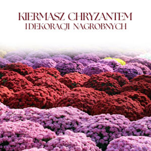 Kiermasz chryzantem, zniczy i dekoracji nagrobnych