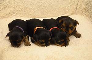 Yorkshire Terrier York z rodowodem Do rezerwacji Białystok Suczki