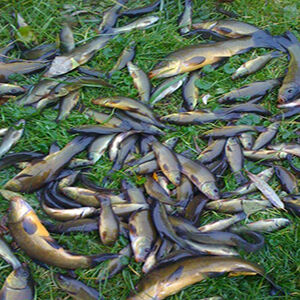 Sprzedam Narybek Lina