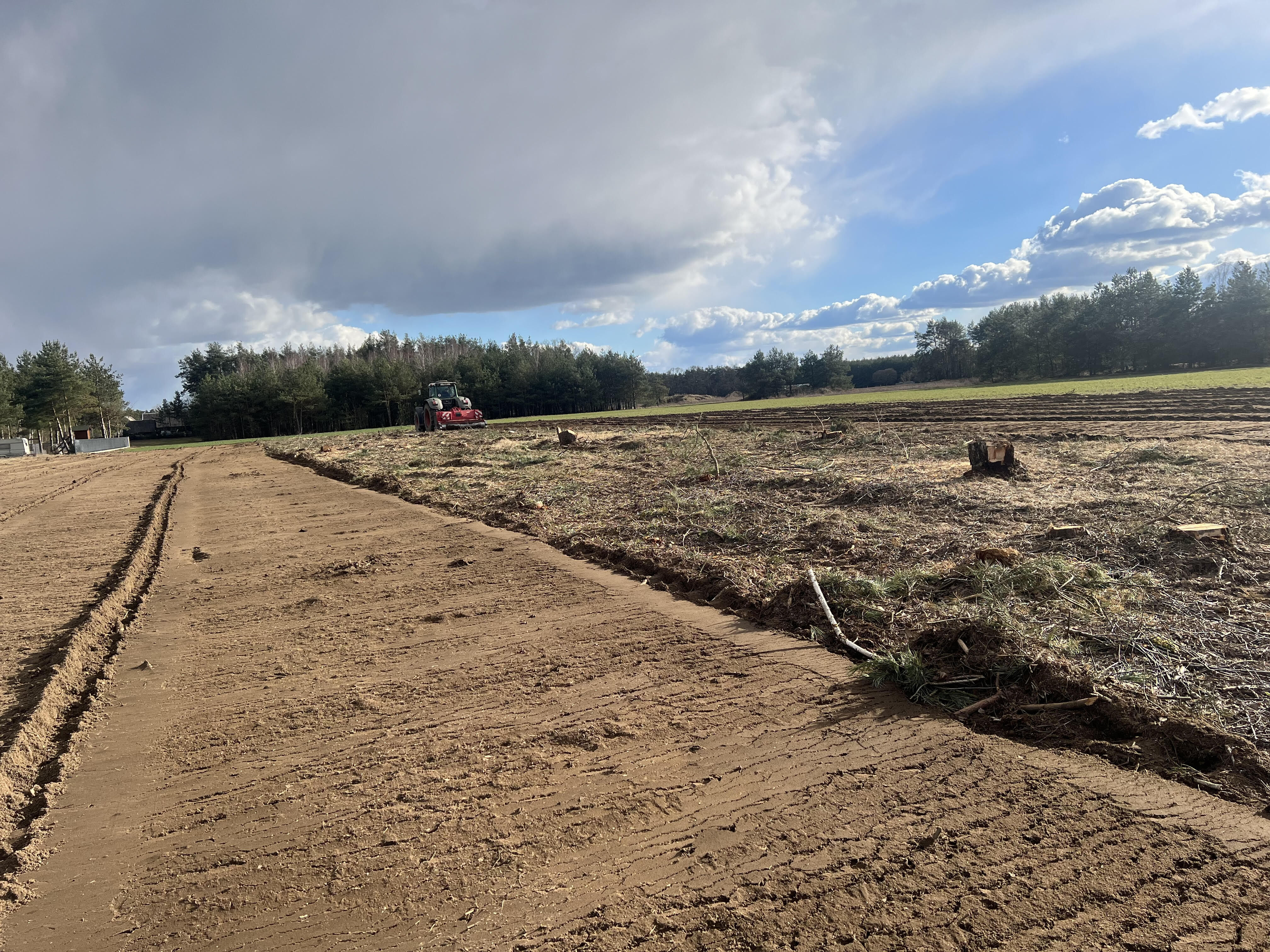 Wycinka drzew samosiewów - mulczer wgłębny