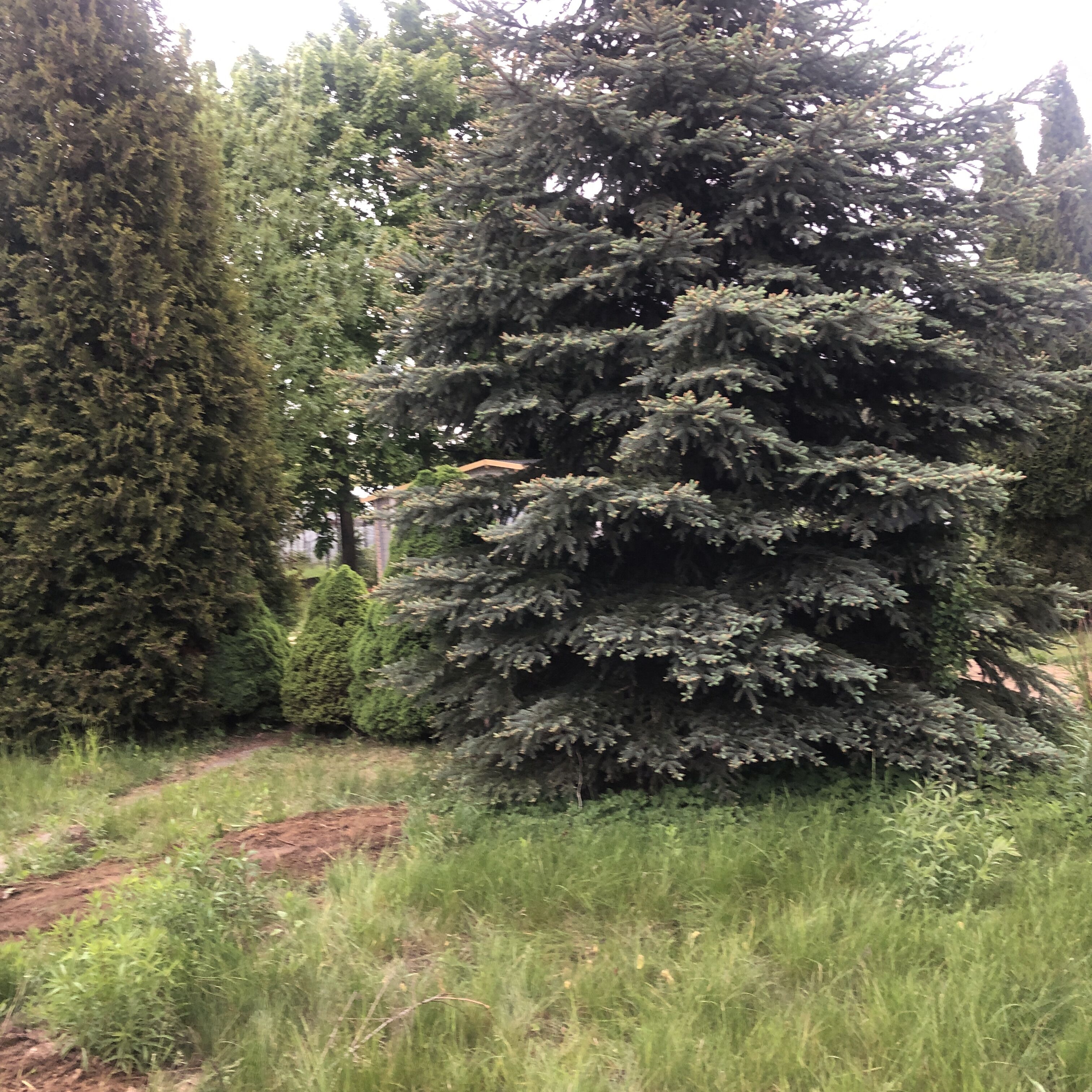 rekreacyjna w Białtmstoku ROD ok 300m2 bezposredni