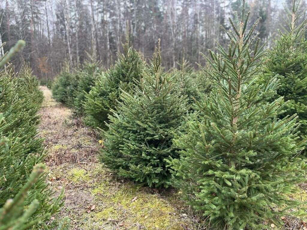 Choinki, świerk. Choinka świeżo cięta