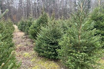 Choinki, świerk. Żywa Choinka na Święta