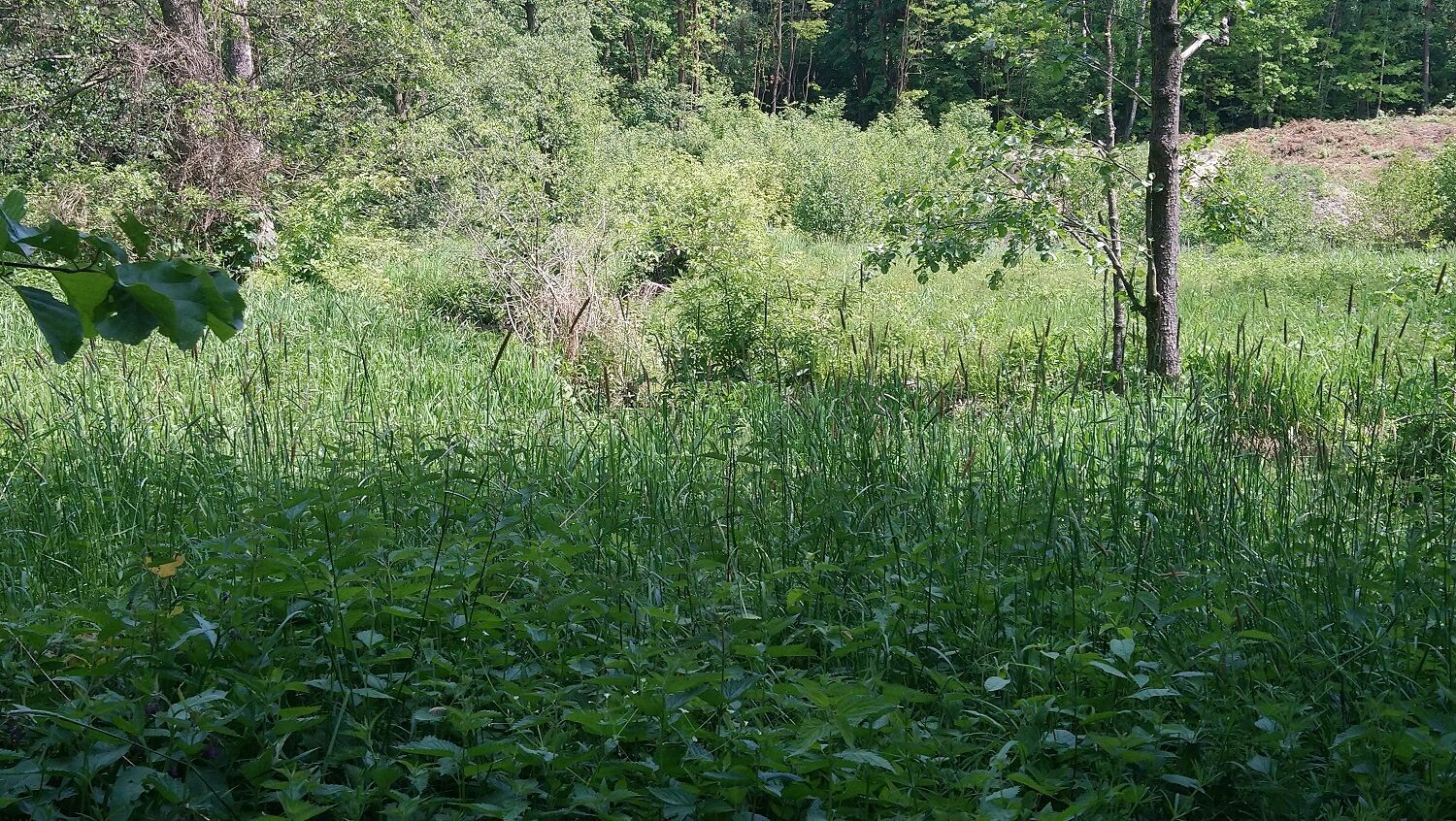 Działka rolna o pow. 8,28 ha, gm. NAREW