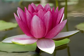 Rybki ozdobne do oczka 