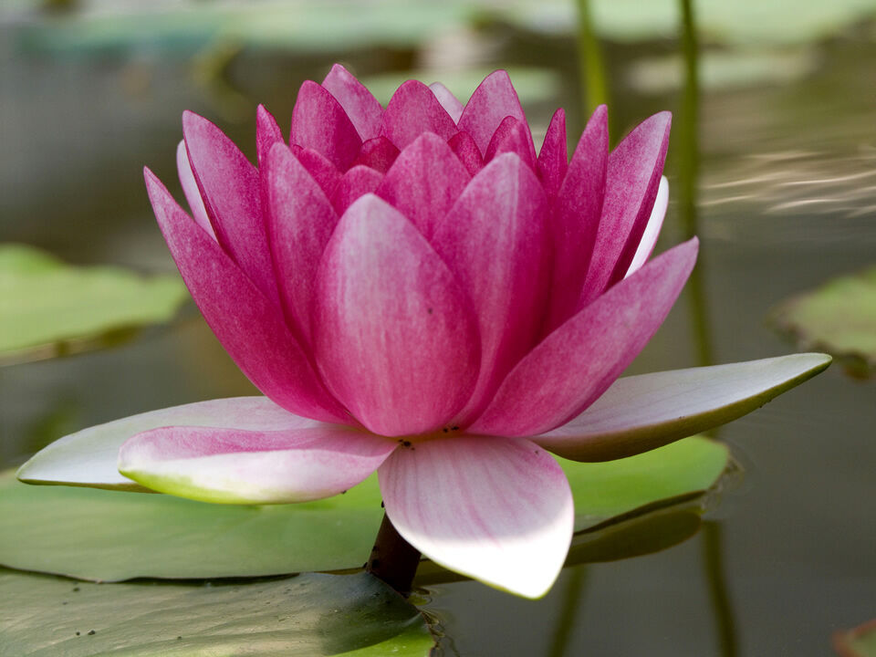 Rybki ozdobne do oczka 