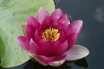 Rybki ozdobne do oczka wodnego 