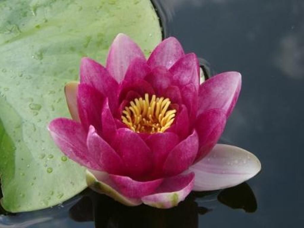 Rybki ozdobne do oczka wodnego 