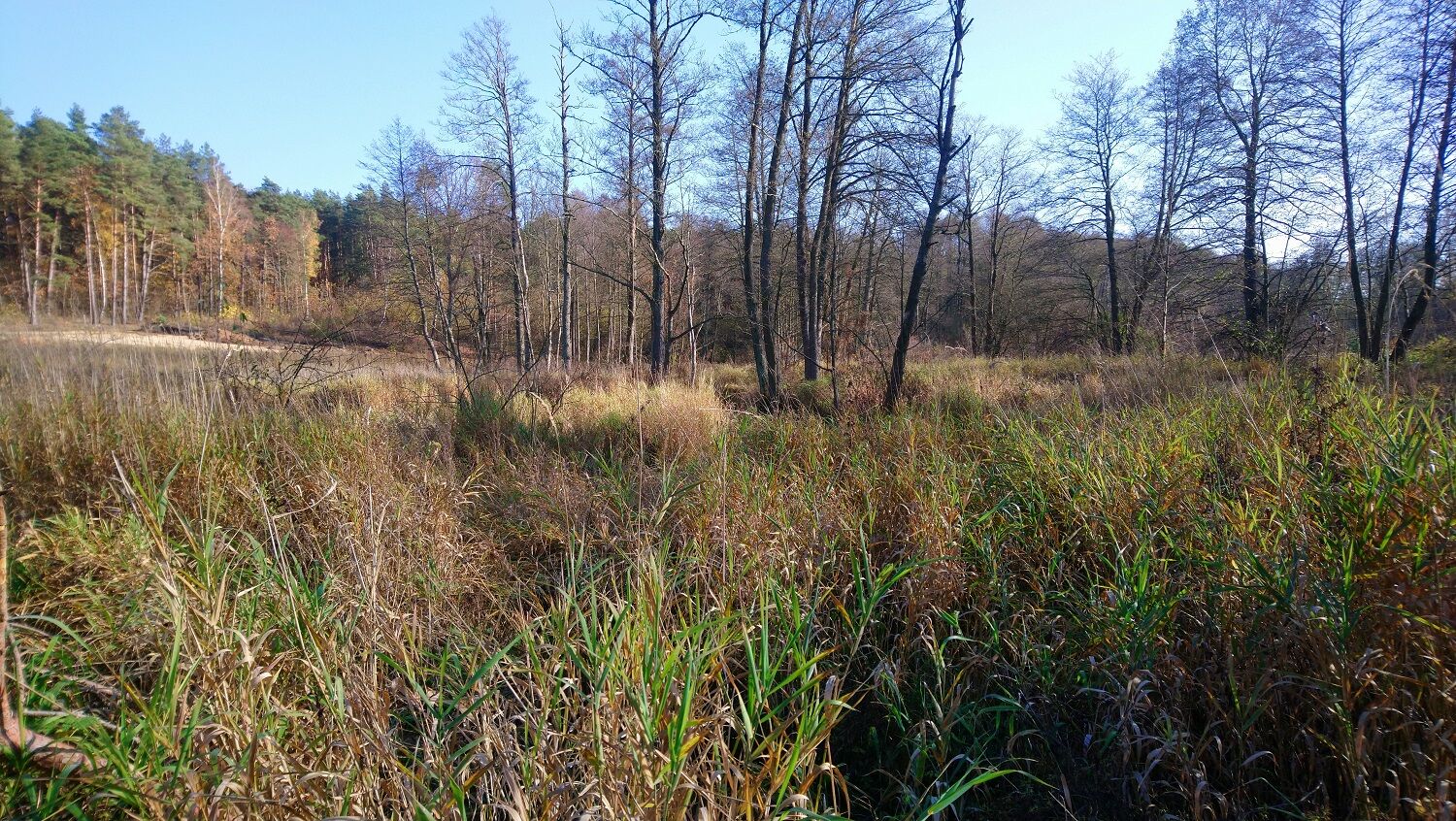 Działka rolna o pow. 8,28 ha, gm. NAREW
