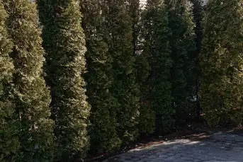 DRZEWKA OZDOBNE