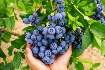 Praca przy zbiorze borówki amerykańskiej.