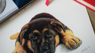 Portret pieska, kota, zwierzaka ze zdjęcia. Pastele, różne formaty.