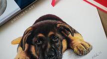 Portret pieska, kota, zwierzaka ze zdjęcia. Pastele, różne formaty.
