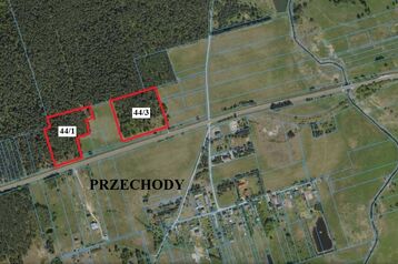 Sprzedam 60 letni las w Przechodach, gm. Gródek. 36 853 m²