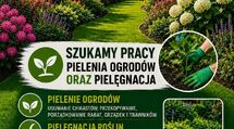 Szukamy pracy pielenie ogrodów 