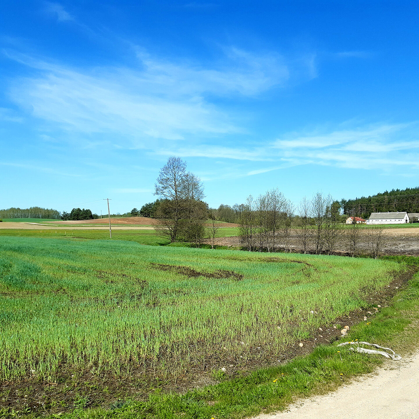 Sprzedam działkę Sokolany - 2000m2