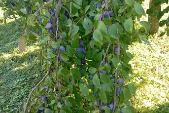 Oddam śliwki węgierki